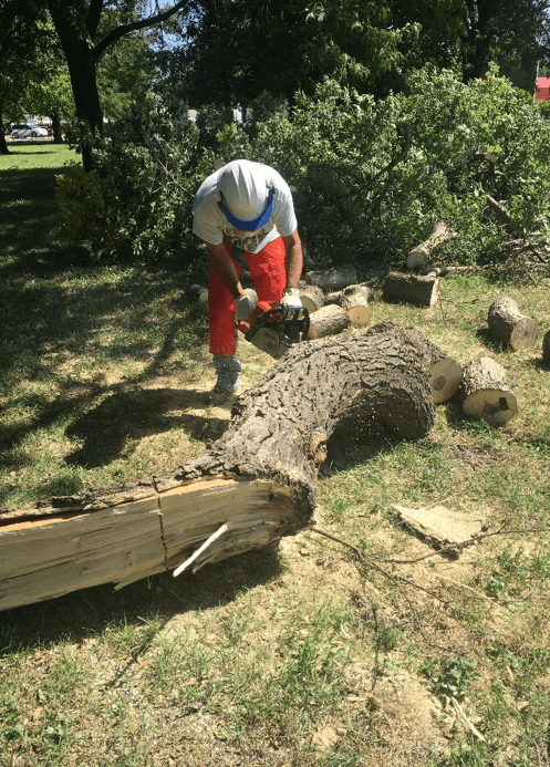 Todd cutting up tree