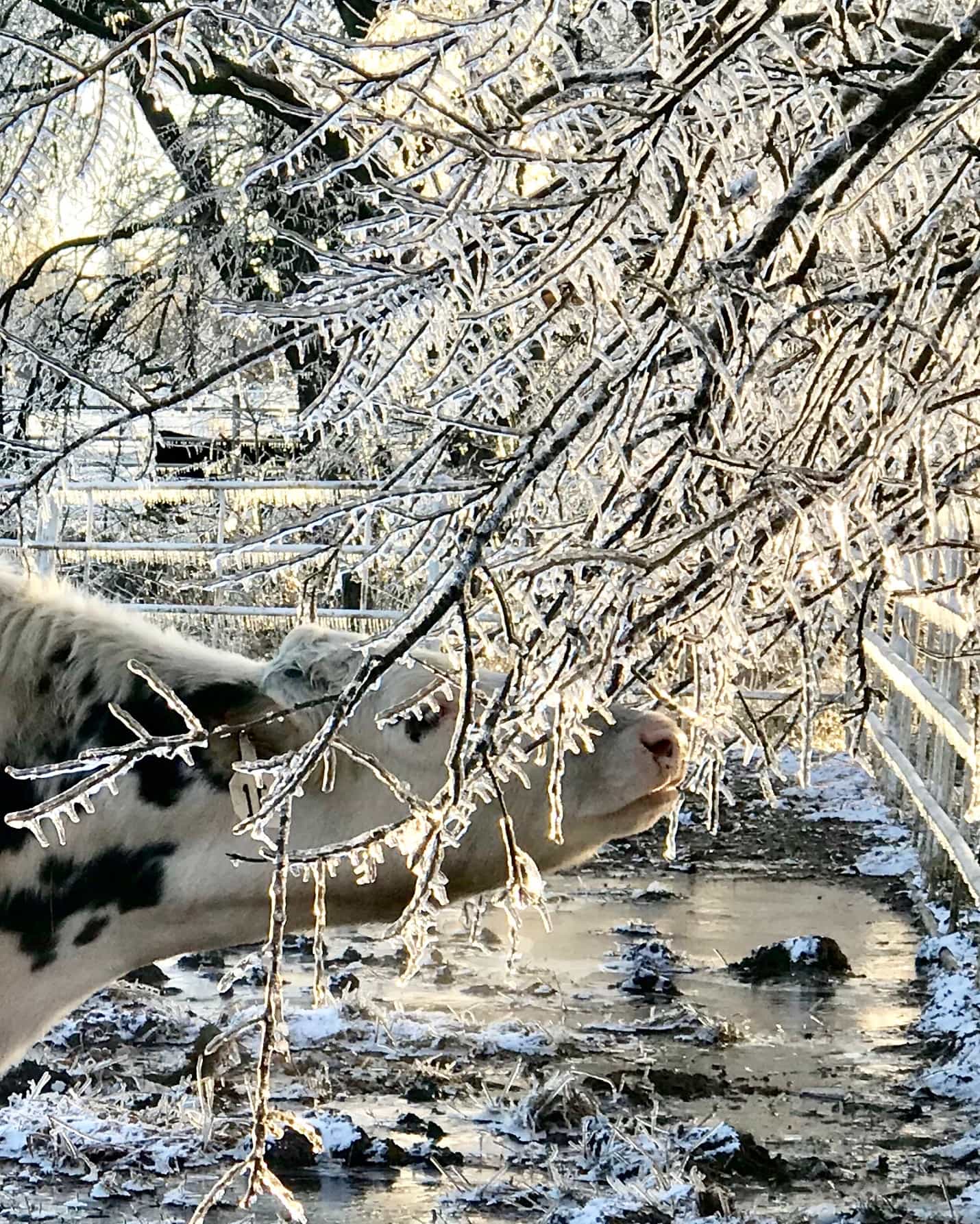 Cow eating ice
