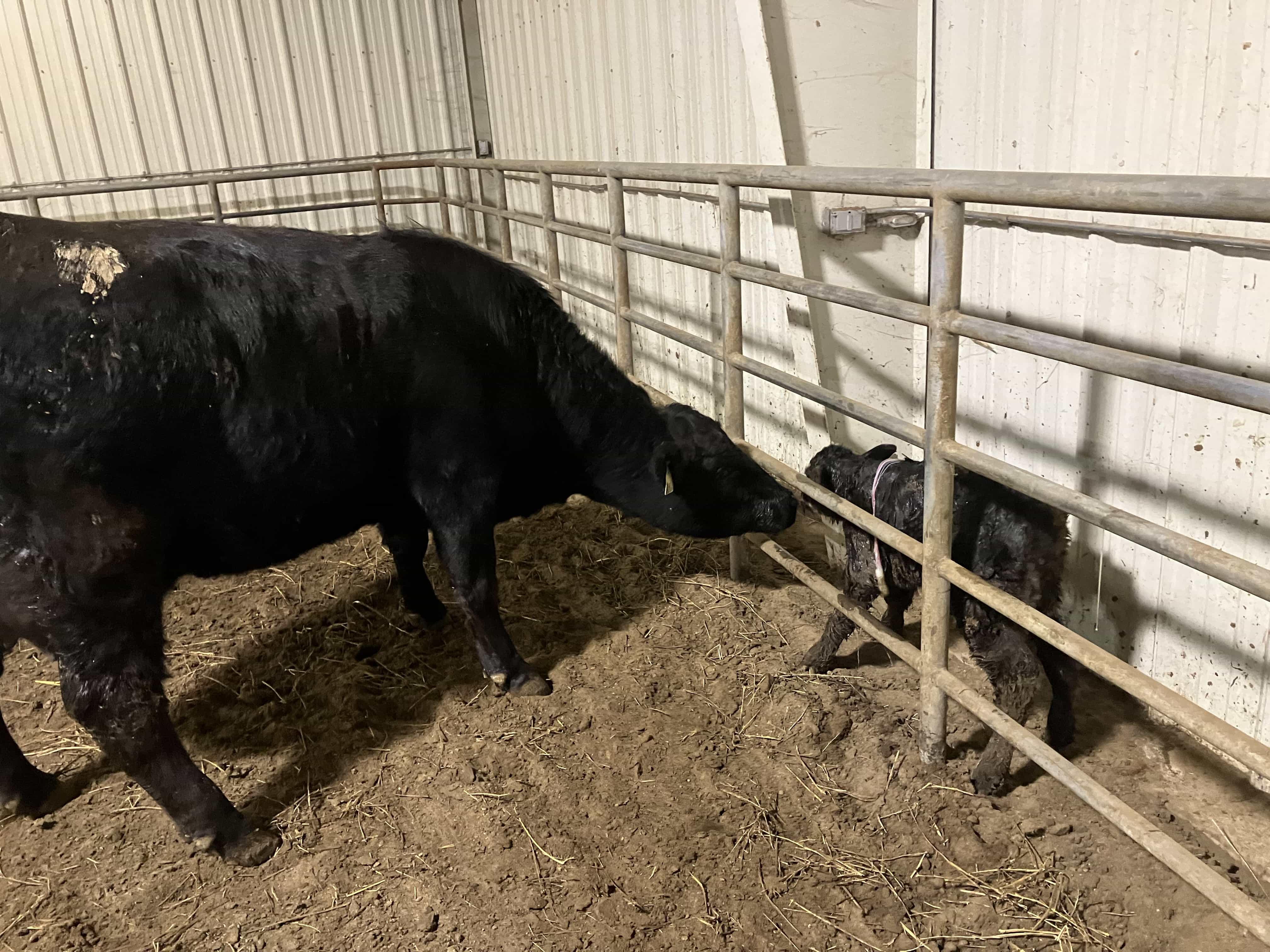 New Calf on the wrong side of the fence