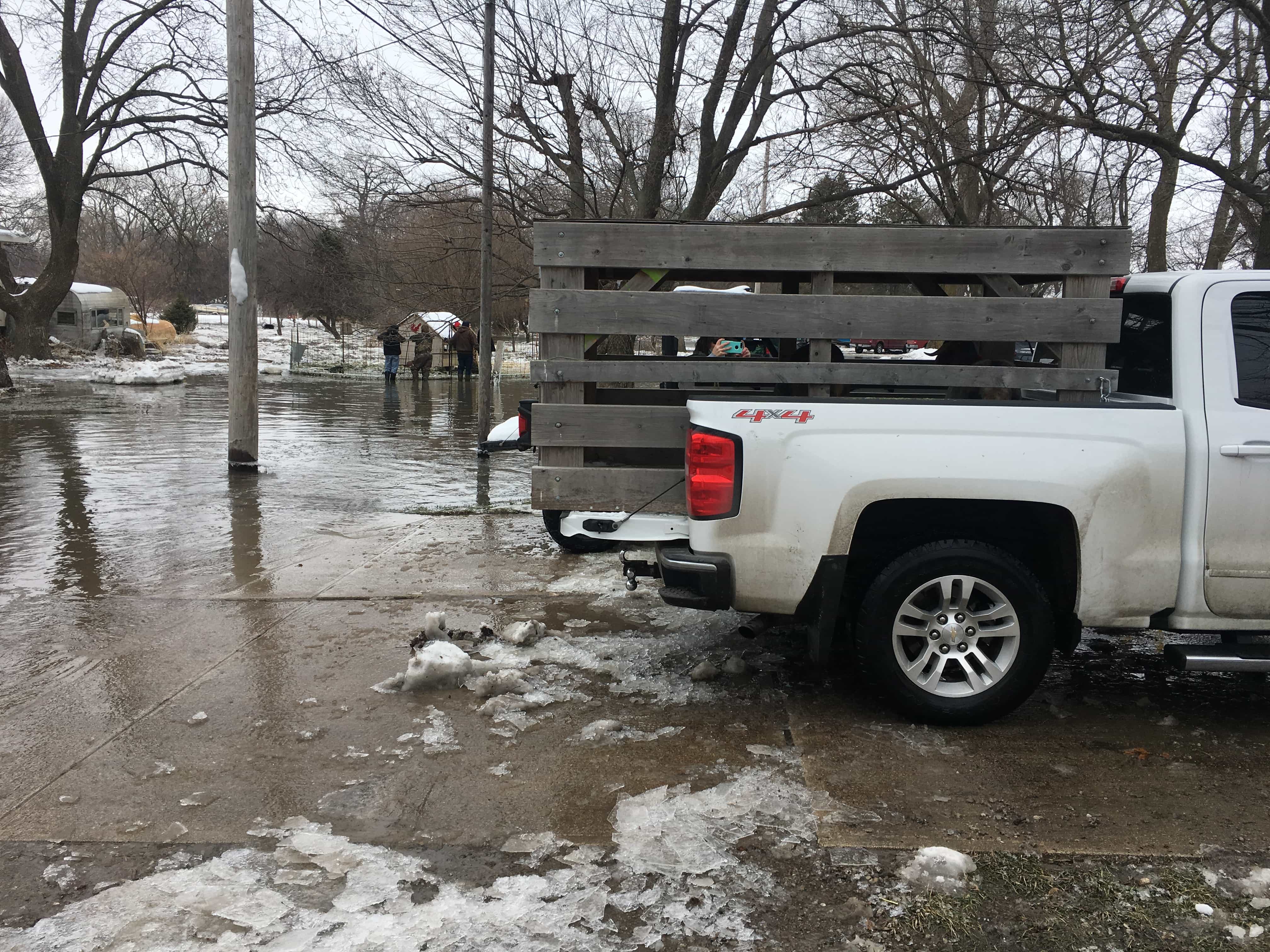 Goats in truck