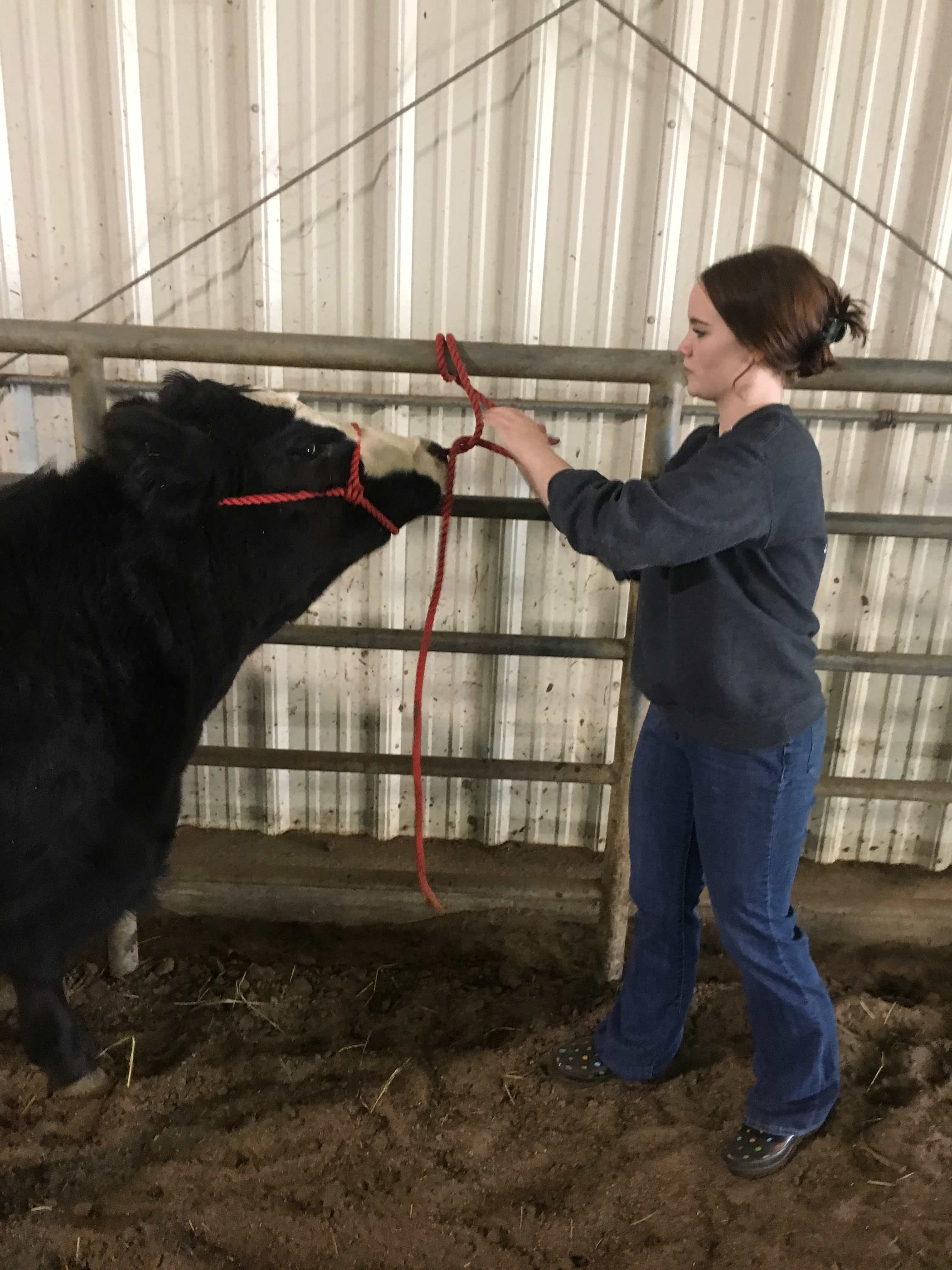 Trying to put a halter on new calf