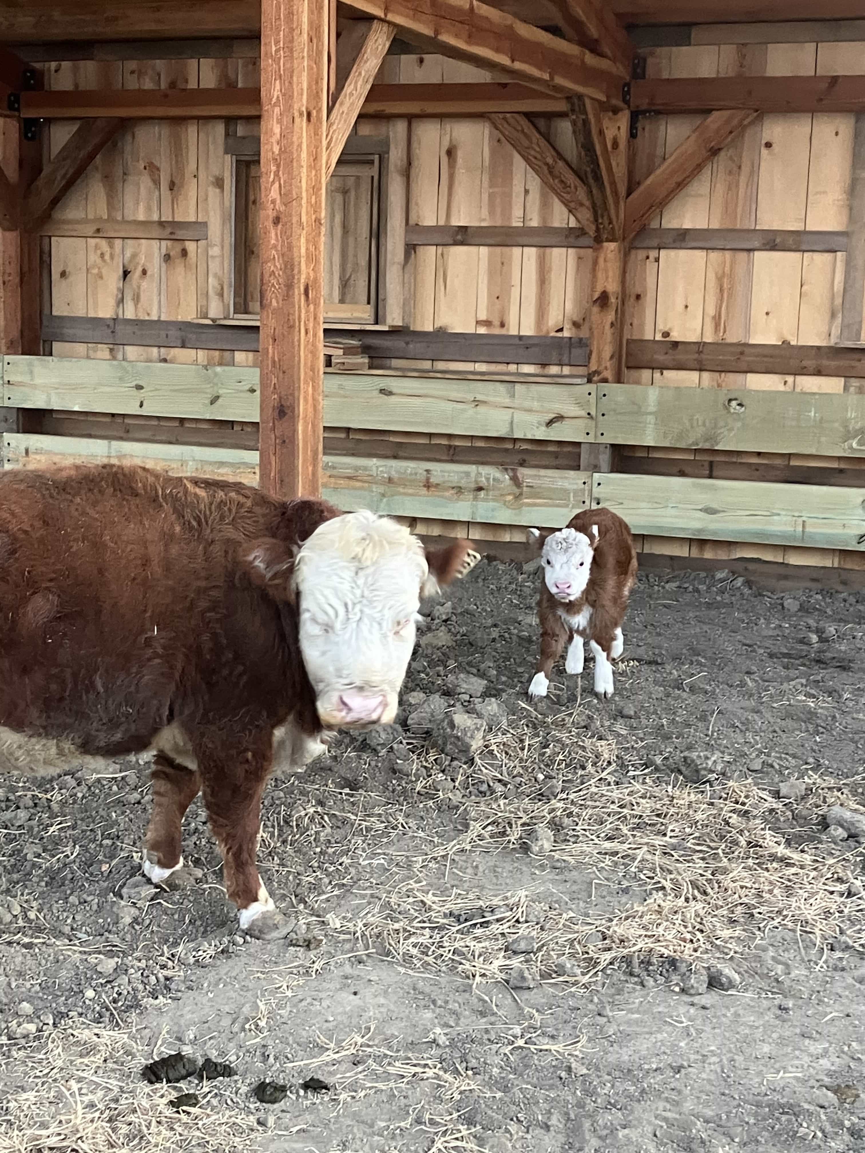 New cow nursery barn with cow calf pair
