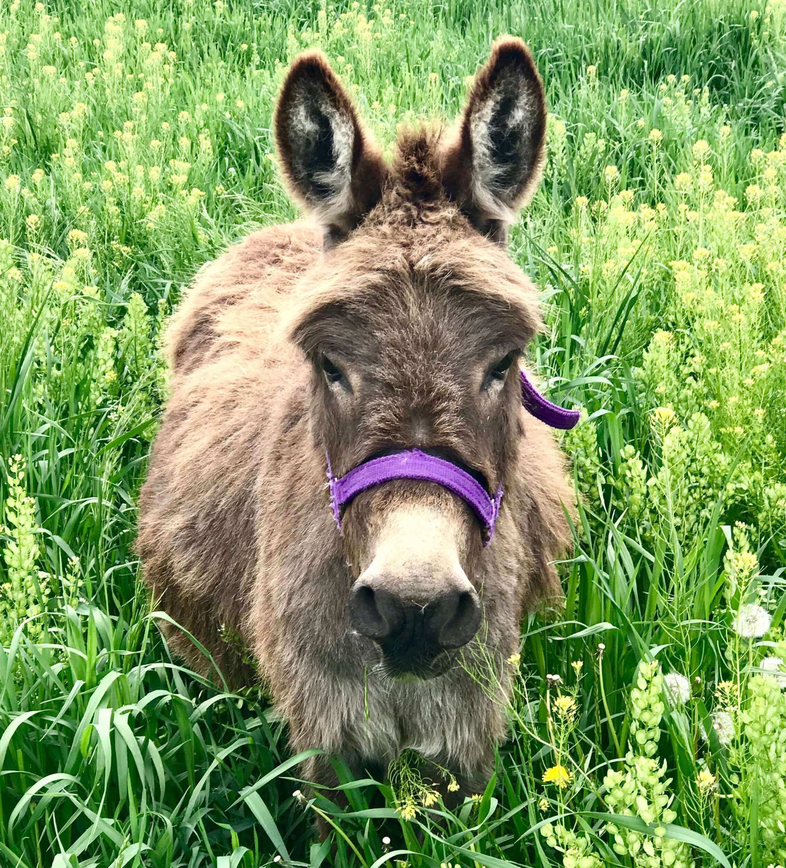 Walter the Donkey