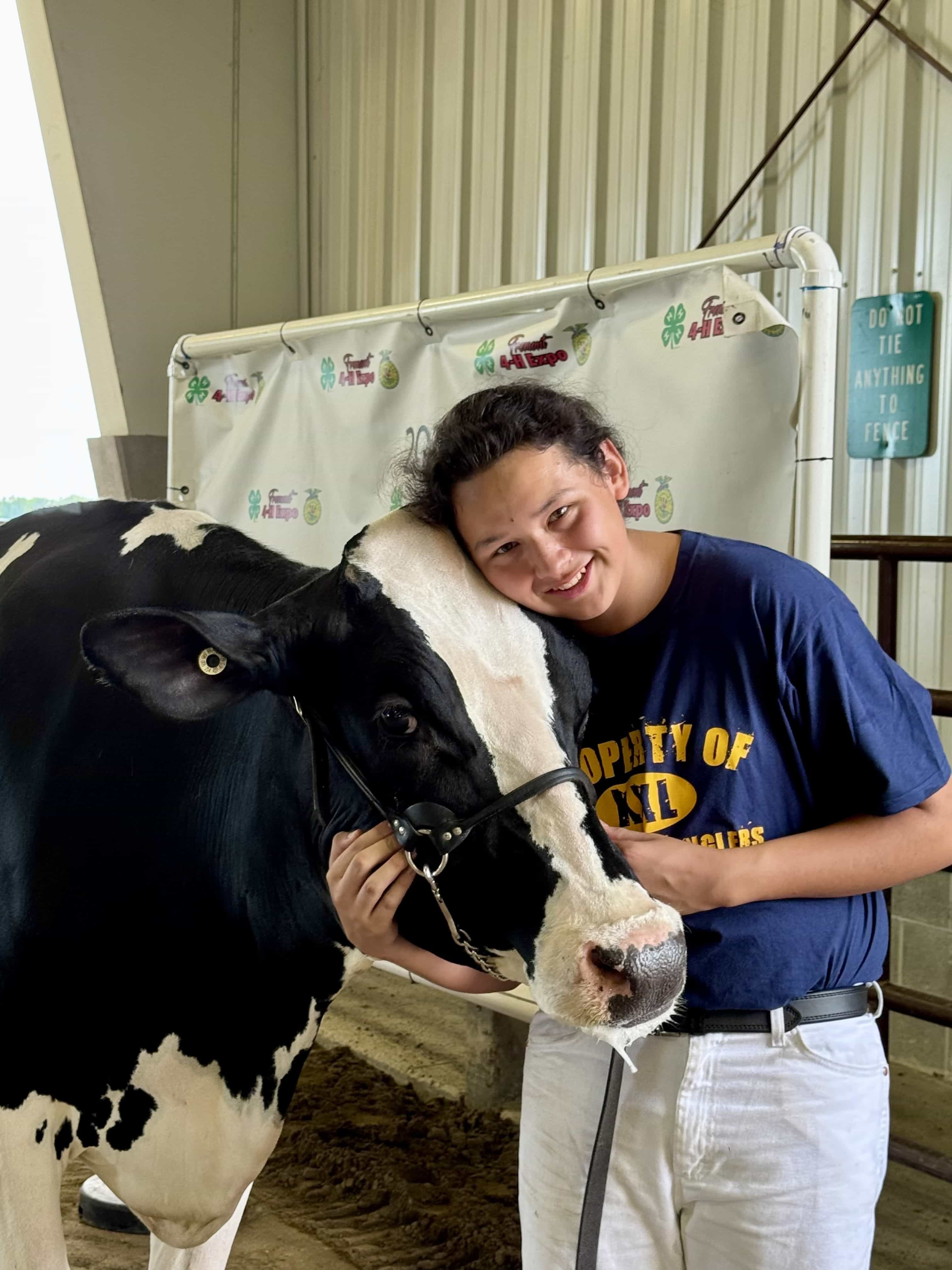 Fremont Fair Cow