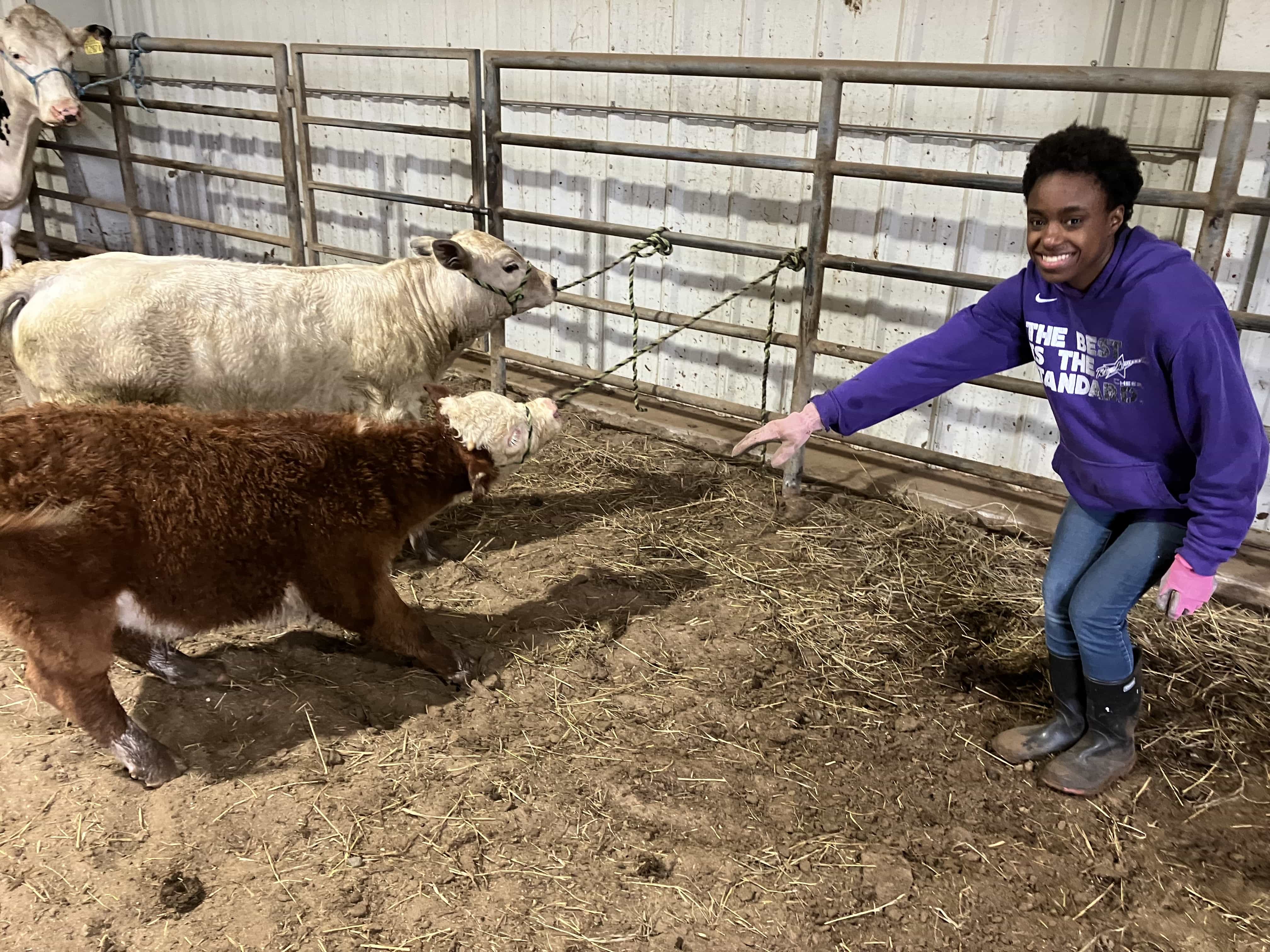 Haltering Calves