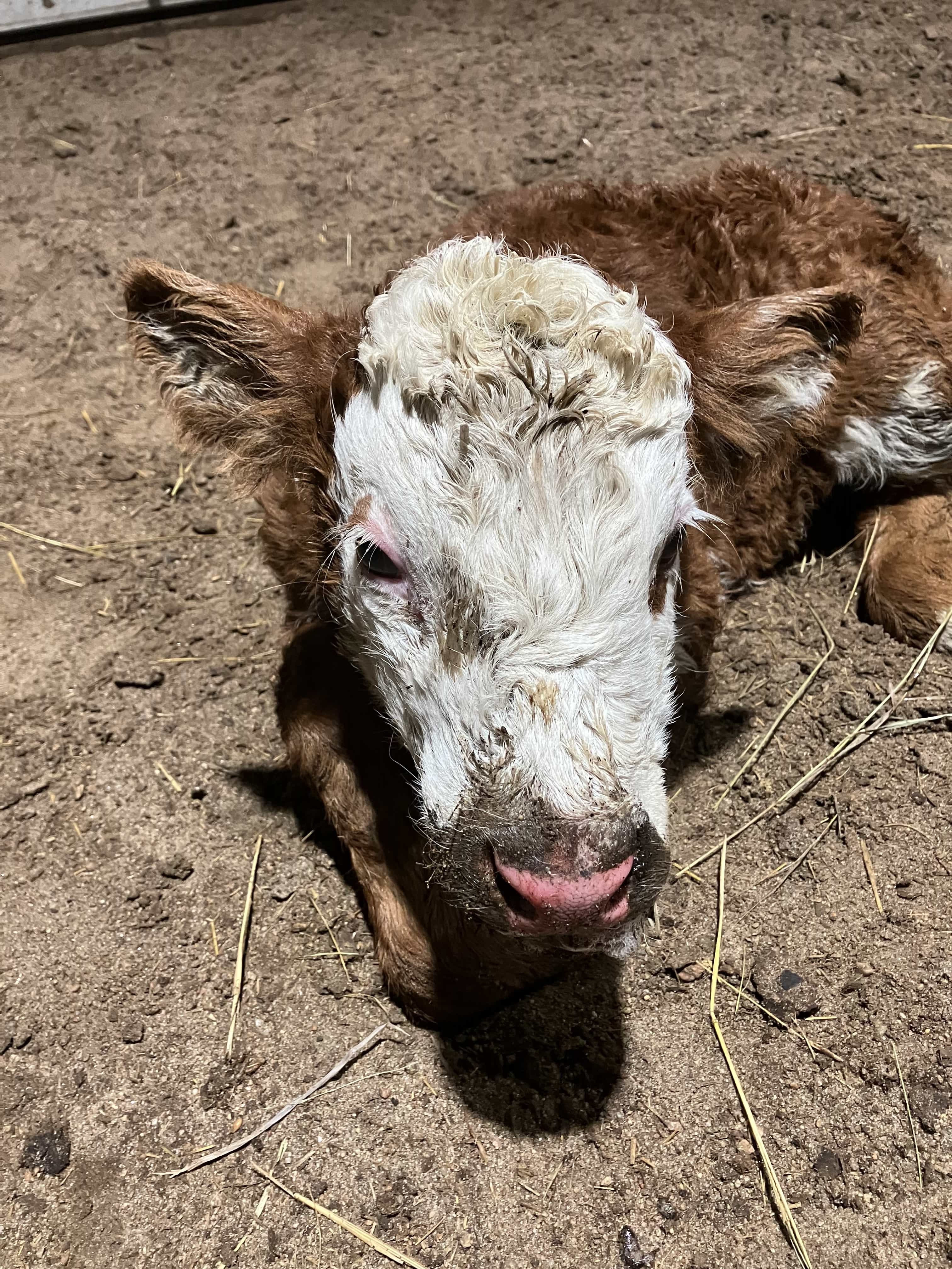 Calf Rescue